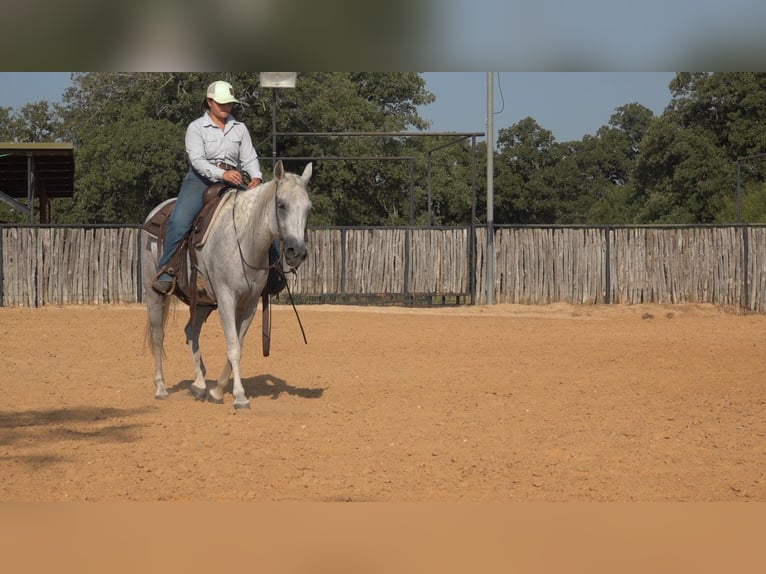 American Quarter Horse Gelding 10 years 14,3 hh Gray in Weatherford TX