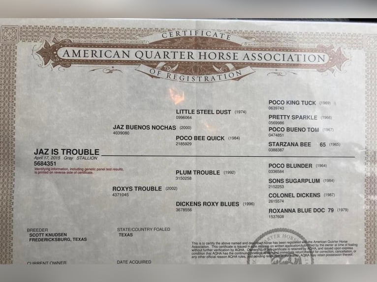 American Quarter Horse Gelding 10 years 14,3 hh Gray in Weatherford TX