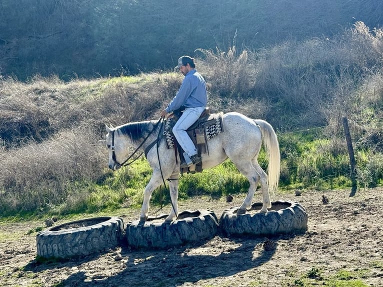American Quarter Horse Gelding 10 years 14,3 hh Grey-Dapple in Paicines CA