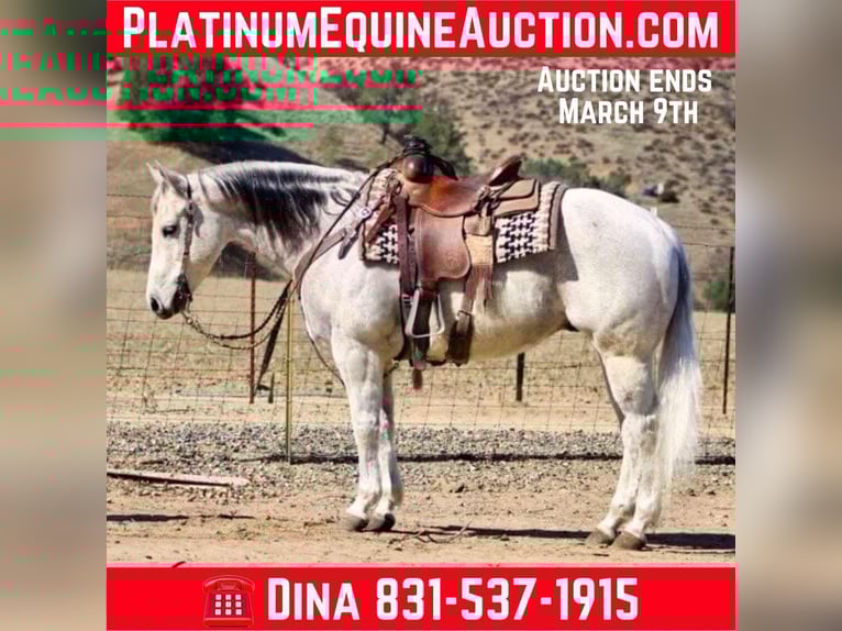 American Quarter Horse Gelding 10 years 14,3 hh Grey-Dapple in Paicines CA