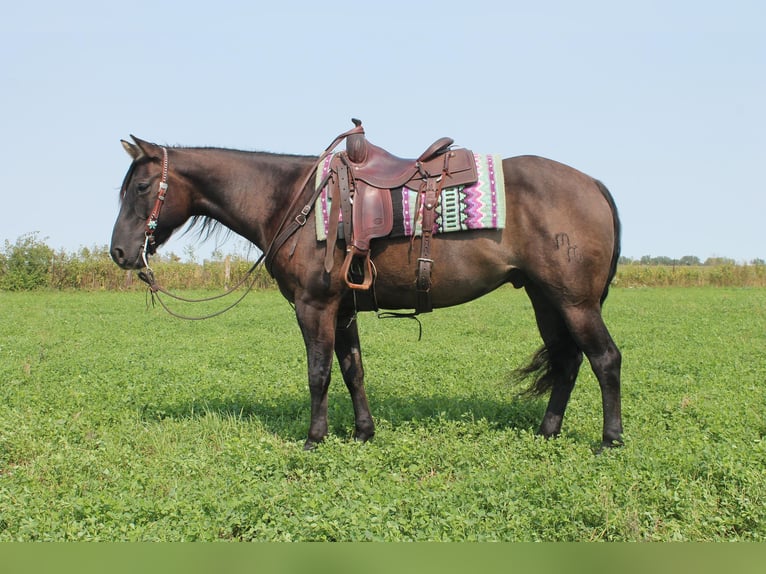 American Quarter Horse Gelding 10 years 14,3 hh Grullo in Fairbanks IA