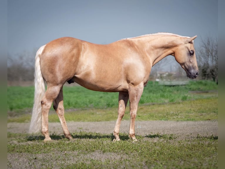 American Quarter Horse Gelding 10 years 14,3 hh Palomino in Addison