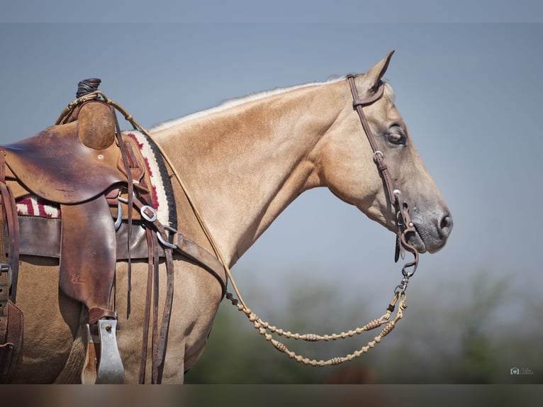 American Quarter Horse Gelding 10 years 14,3 hh Palomino in Addison