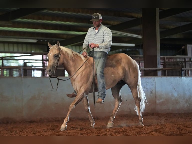 American Quarter Horse Gelding 10 years 14,3 hh Palomino in Addison