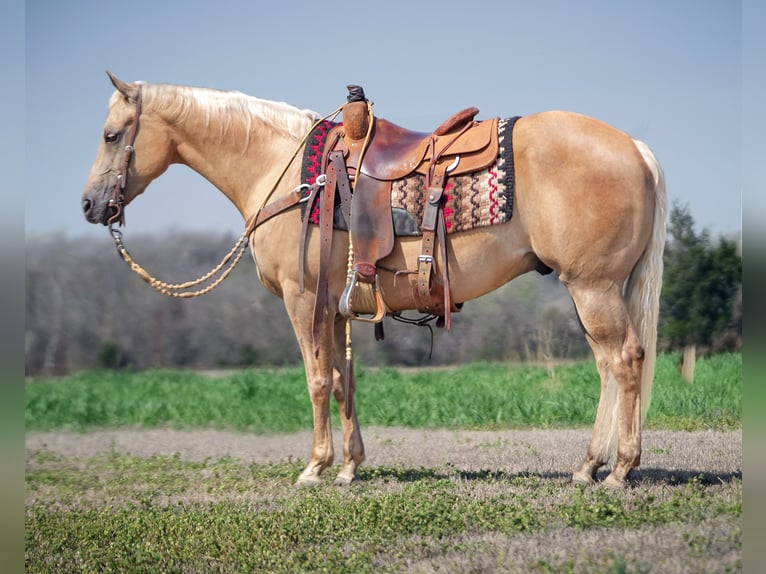 American Quarter Horse Gelding 10 years 14,3 hh Palomino in Addison