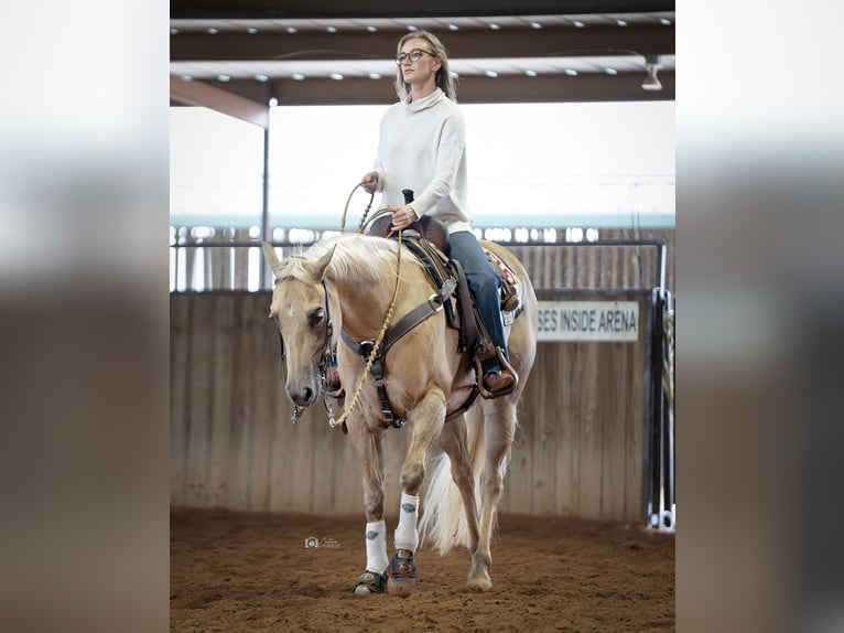 American Quarter Horse Gelding 10 years 14,3 hh Palomino in Addison