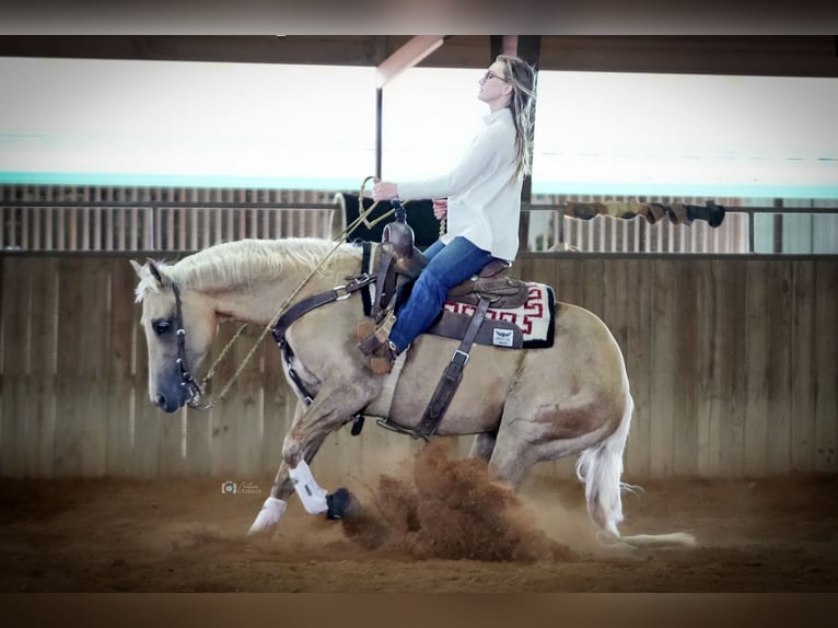 American Quarter Horse Gelding 10 years 14,3 hh Palomino in Addison