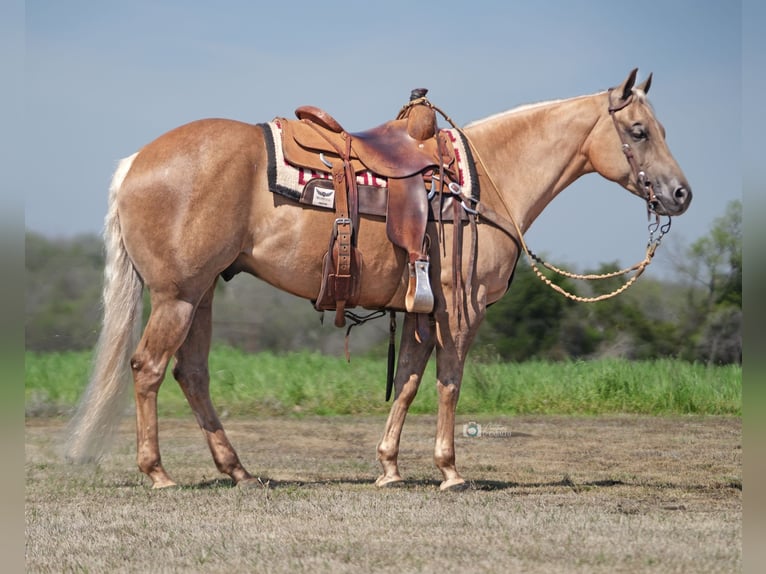 American Quarter Horse Gelding 10 years 14,3 hh Palomino in Addison