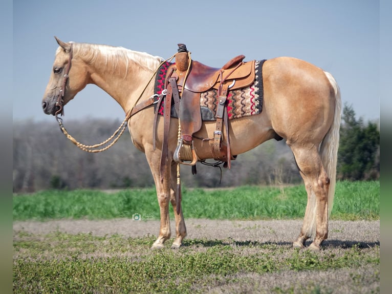 American Quarter Horse Gelding 10 years 14,3 hh Palomino in Addison