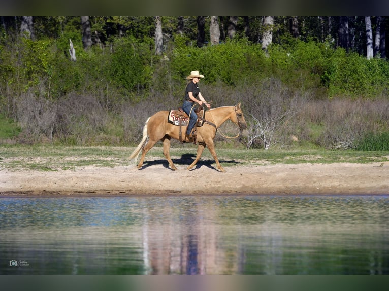 American Quarter Horse Gelding 10 years 14,3 hh Palomino in Addison