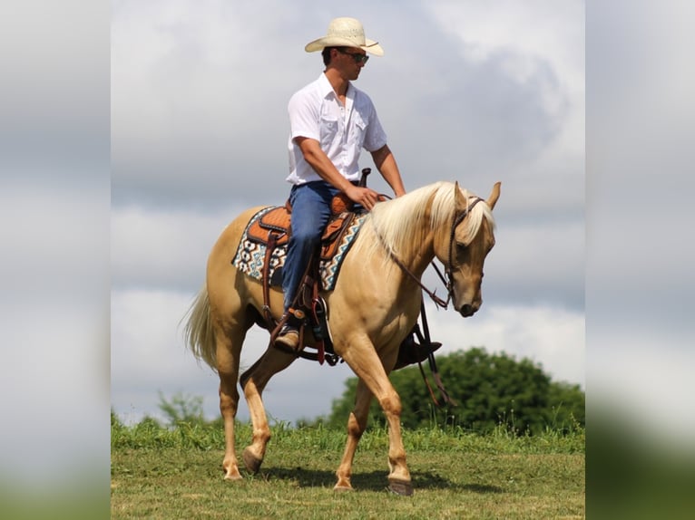 American Quarter Horse Gelding 10 years 14,3 hh Palomino in Brodhead KY