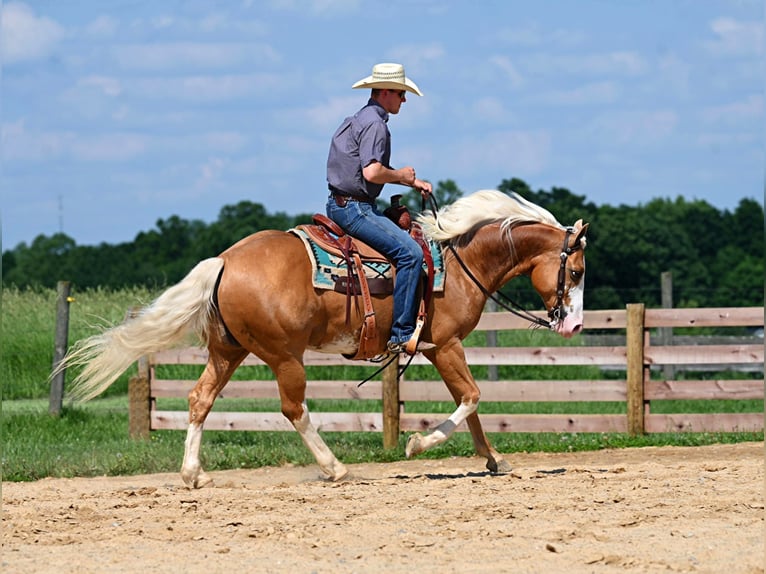 American Quarter Horse Gelding 10 years 14,3 hh Palomino in Jackson OH