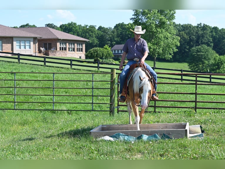 American Quarter Horse Gelding 10 years 14,3 hh Palomino in Jackson OH