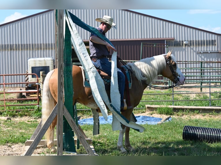 American Quarter Horse Gelding 10 years 14,3 hh Palomino in Jackson OH