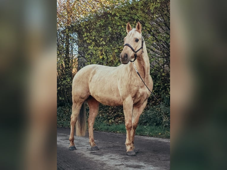 American Quarter Horse Gelding 10 years 14,3 hh Palomino in Haldenwang