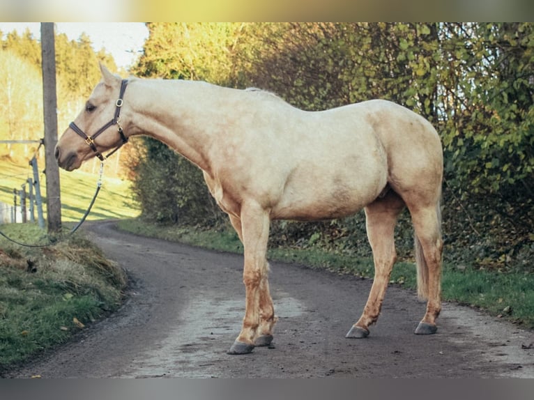 American Quarter Horse Gelding 10 years 14,3 hh Palomino in Haldenwang