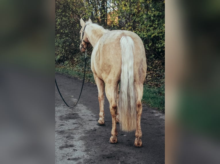 American Quarter Horse Gelding 10 years 14,3 hh Palomino in Haldenwang