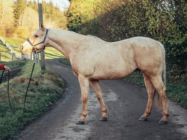 American Quarter Horse Gelding 10 years 14,3 hh Palomino in Haldenwang