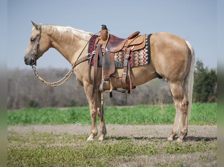 American Quarter Horse Gelding 10 years 14,3 hh Palomino in Addison