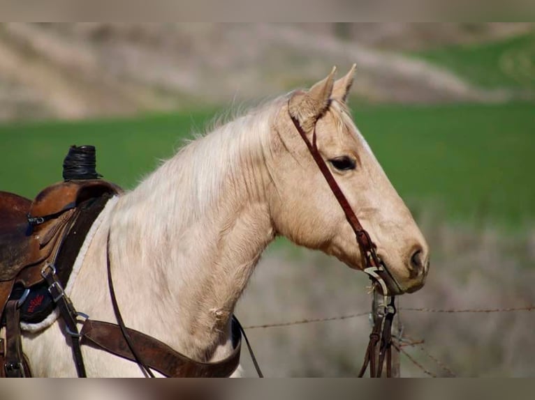 American Quarter Horse Gelding 10 years 14,3 hh Palomino in Bitterwater CA