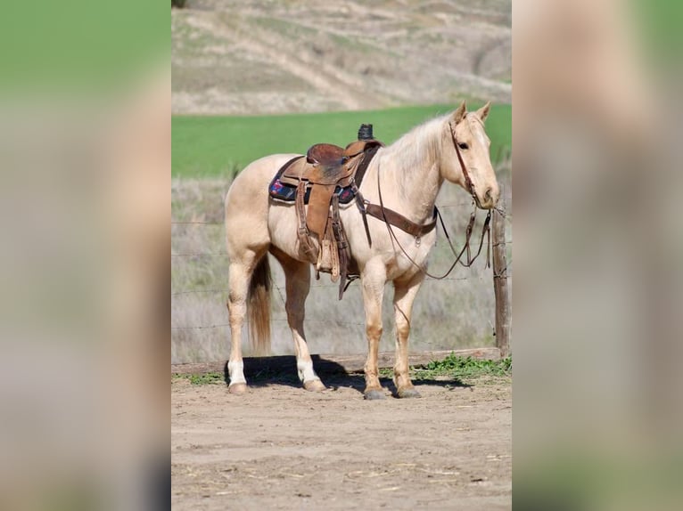 American Quarter Horse Gelding 10 years 14,3 hh Palomino in Bitterwater CA