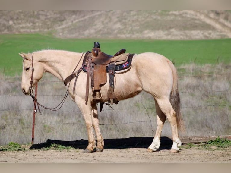 American Quarter Horse Gelding 10 years 14,3 hh Palomino in Bitterwater CA