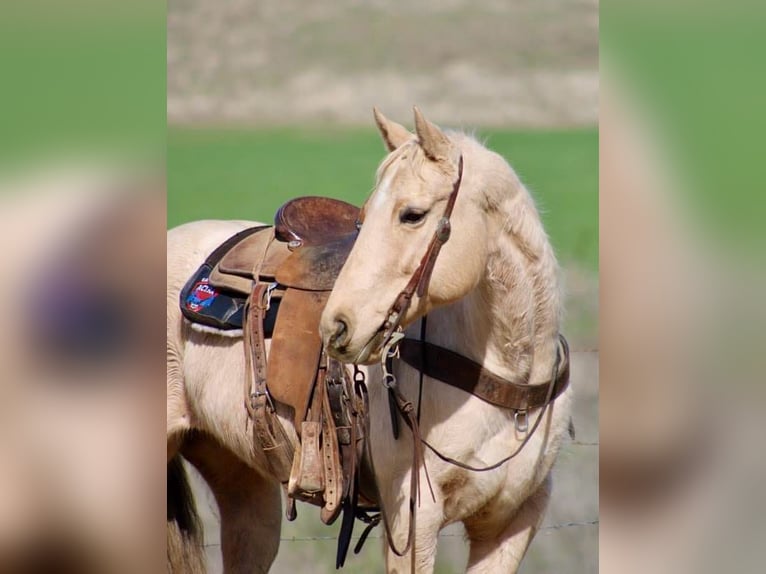 American Quarter Horse Gelding 10 years 14,3 hh Palomino in Bitterwater CA