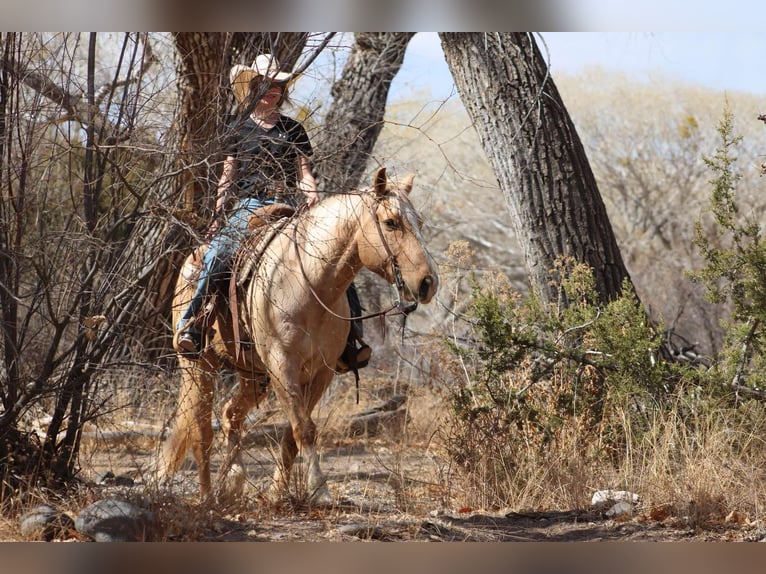 American Quarter Horse Gelding 10 years 14,3 hh Palomino in Camp Verde TX