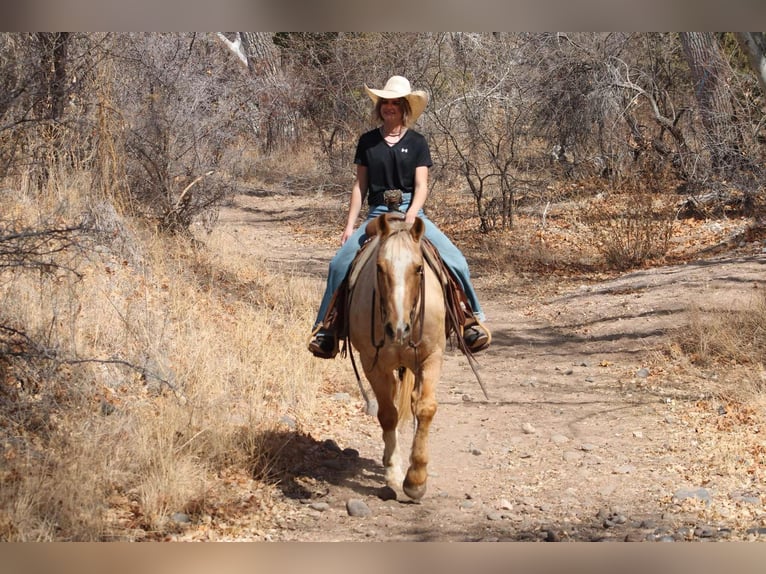 American Quarter Horse Gelding 10 years 14,3 hh Palomino in Camp Verde TX