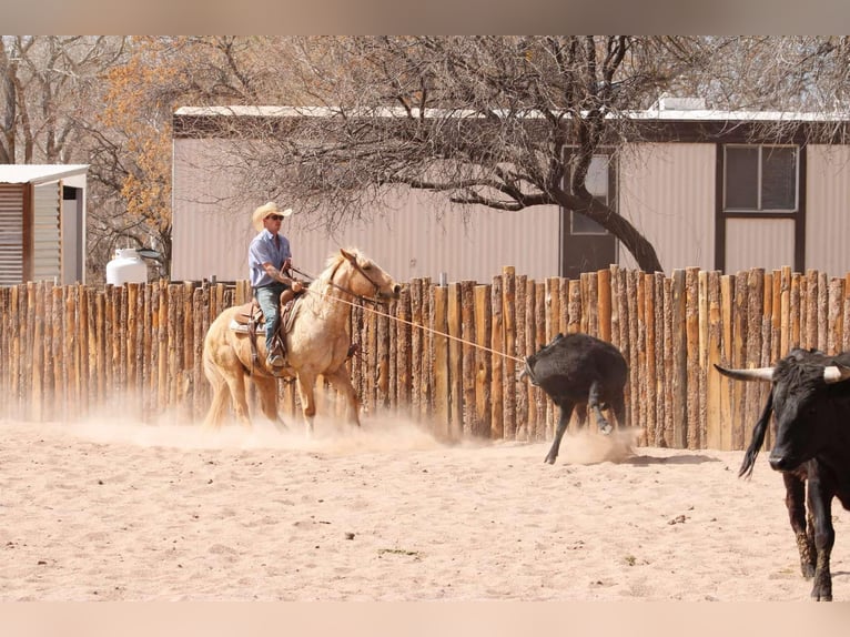 American Quarter Horse Gelding 10 years 14,3 hh Palomino in Camp Verde TX