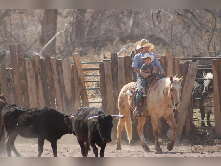 American Quarter Horse Gelding 10 years 14,3 hh Palomino in Camp Verde TX