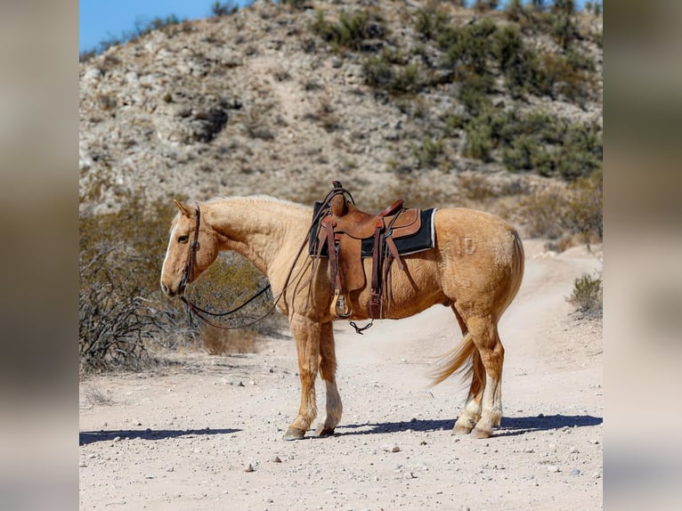 American Quarter Horse Gelding 10 years 14,3 hh Palomino in Camp Verde TX