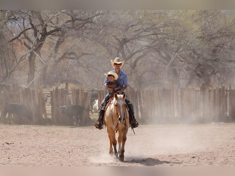 American Quarter Horse Gelding 10 years 14,3 hh Palomino in Camp Verde TX