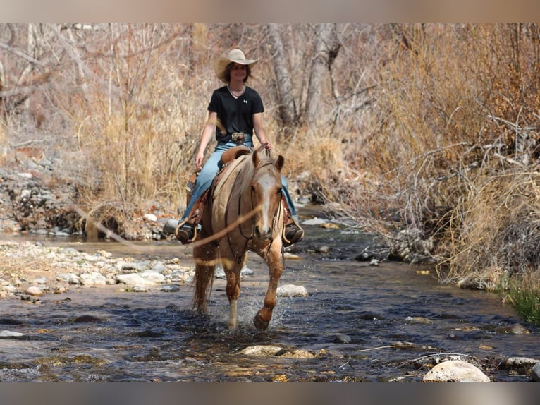 American Quarter Horse Gelding 10 years 14,3 hh Palomino in Camp Verde TX