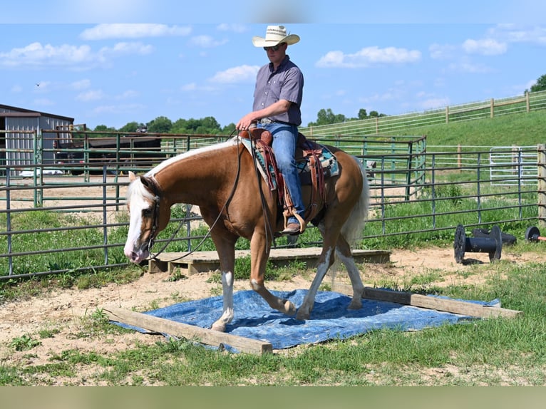 American Quarter Horse Gelding 10 years 14,3 hh Palomino in Jackson OH