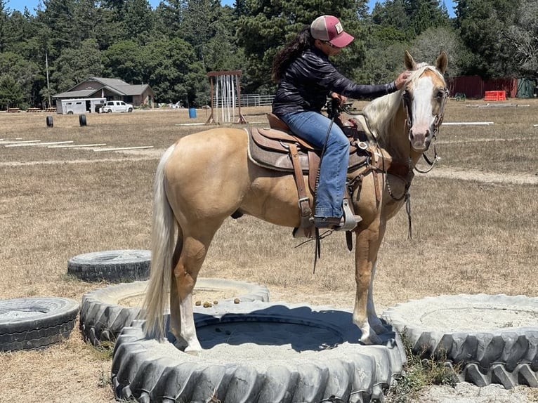 American Quarter Horse Gelding 10 years 14,3 hh Palomino in Paicines CA
