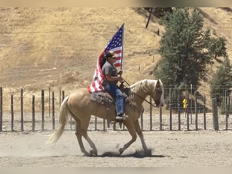 American Quarter Horse Gelding 10 years 14,3 hh Palomino in Paicines CA