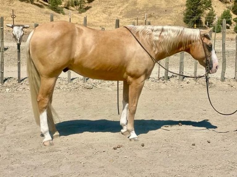 American Quarter Horse Gelding 10 years 14,3 hh Palomino in Paicines CA