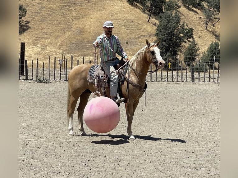 American Quarter Horse Gelding 10 years 14,3 hh Palomino in Paicines CA
