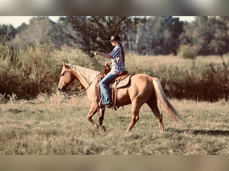 American Quarter Horse Gelding 10 years 14,3 hh Palomino in Carthage, TX