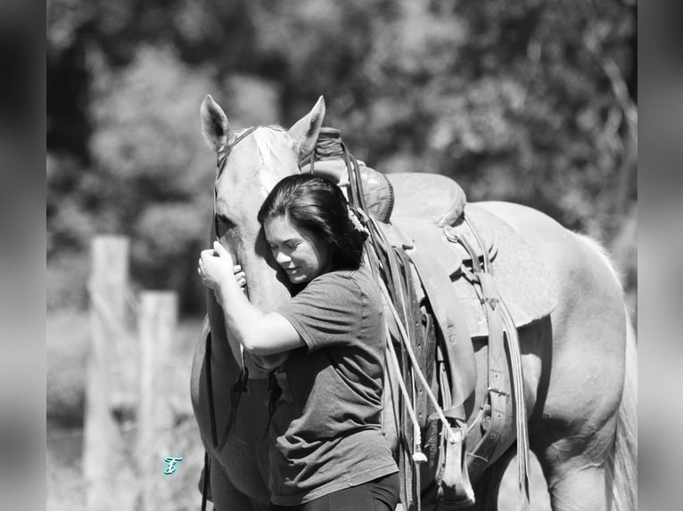 American Quarter Horse Gelding 10 years 14,3 hh Palomino in Carthage, TX