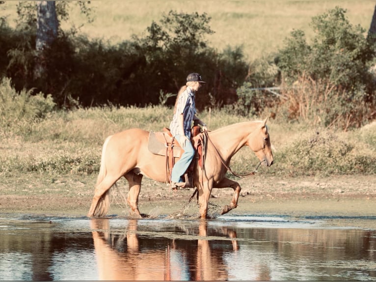 American Quarter Horse Gelding 10 years 14,3 hh Palomino in Carthage, TX