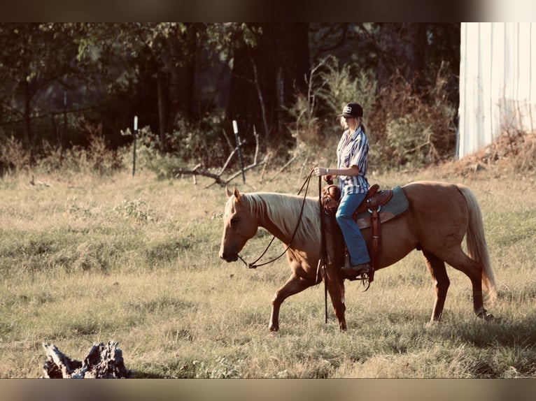 American Quarter Horse Gelding 10 years 14,3 hh Palomino in Carthage, TX