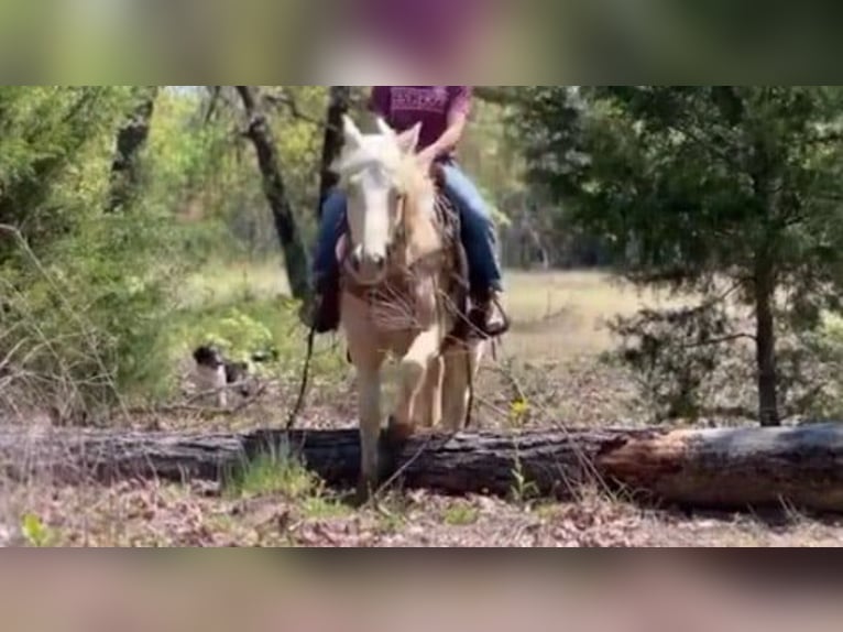 American Quarter Horse Gelding 10 years 14.3 hh Palomino in Weatherford TX