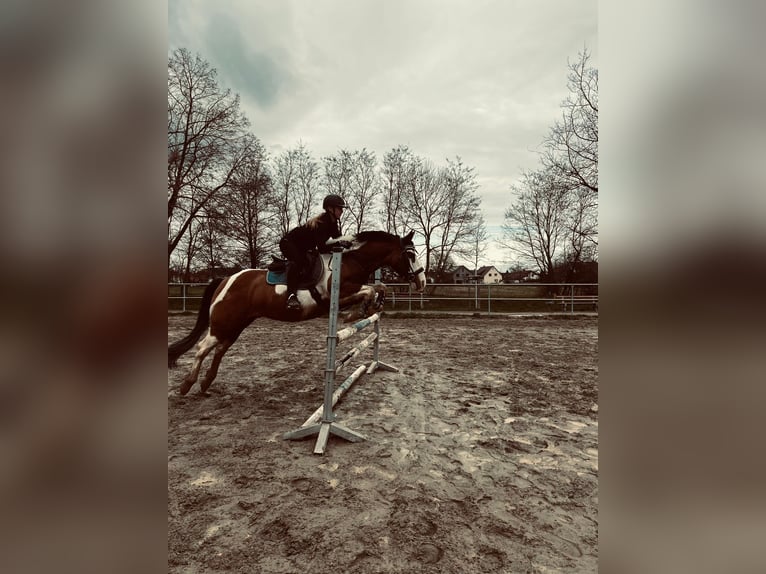 American Quarter Horse Mix Gelding 10 years 14,3 hh Pinto in Buggingen