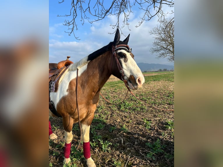 American Quarter Horse Mix Gelding 10 years 14,3 hh Pinto in Buggingen