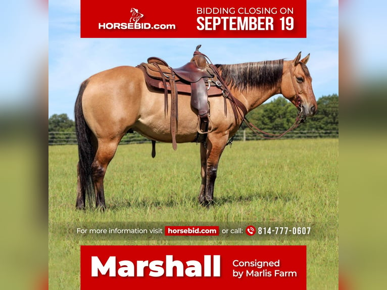 American Quarter Horse Gelding 10 years 14,3 hh in Rebersburg, PA