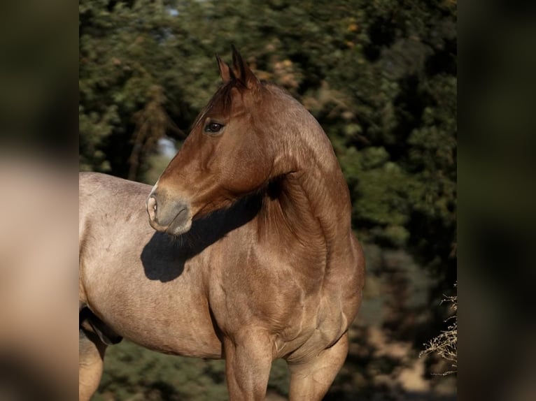 American Quarter Horse Gelding 10 years 14,3 hh Roan-Bay in Kaufman