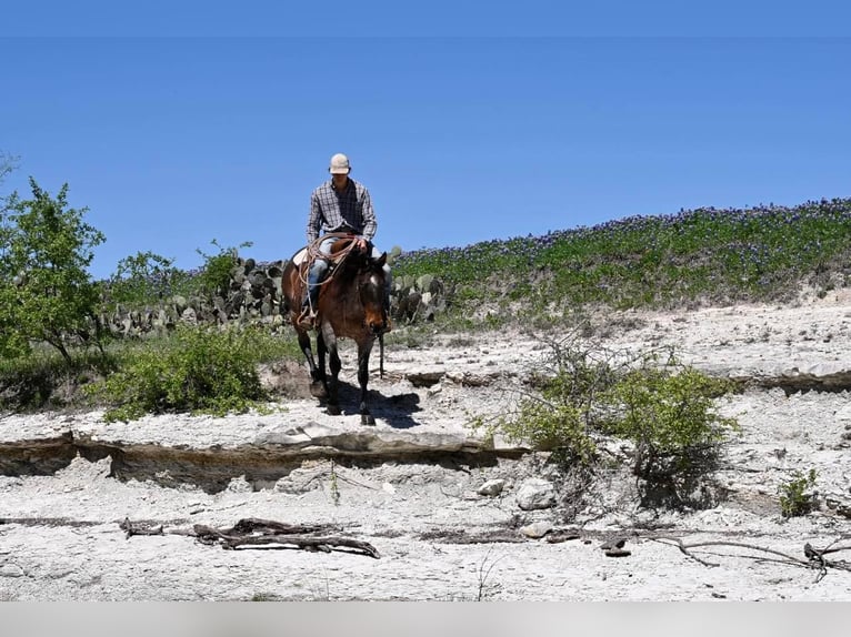 American Quarter Horse Gelding 10 years 14,3 hh Roan-Bay in Waco TX