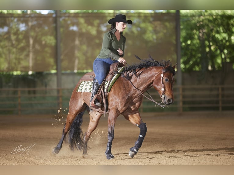 American Quarter Horse Gelding 10 years 14.3 hh Roan-Bay in Luftenberg